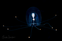 Hydromedusa - Anthoathecata - Protiaropsis anonyma