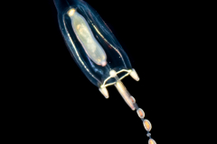 Hydromedusa - Anthoathecata - Corymorpha gracilis