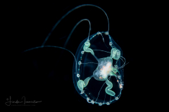 Hydromedusa - Leptothecata - Clytia linearis