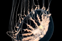 Hydromedusa - Leptothecata - Staurodiscus kellneri