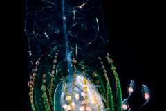 Siphonophore - Agalmatidae Family - Agalma clausi