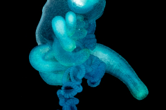 Portuguese Man-o-War - Physaliidae Family - Physalia physalis - Protozooid stage