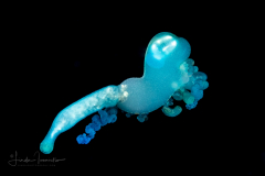 Portuguese Man-o-War - Physaliidae Family - Physalia physalis - Protozooid stage