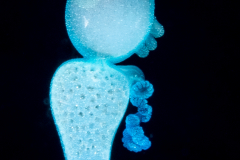 Portuguese Man-o-War - Physaliidae Family - Physalia physalis - Protozooid stage