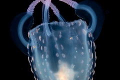 Carybdeida -  Tamoyidae - Tamoya sp. - Box Jelly