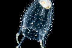 Cubozoa - Carybdeida - Alatina alata - Sea Wasp (Box Jellyfish) Juvenile - With Heteropod Prey