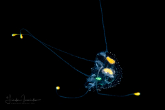 Scyphozoa - Coronatae - Atorella vanhoeffeni