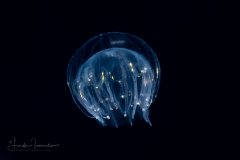 Hydromedusa - Narcomedusae - Pegantha polystriata