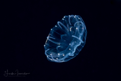 Hydromedusa - Narcomedusae - Pegantha polystriata
