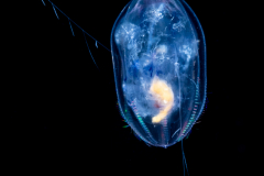 Ctenophore