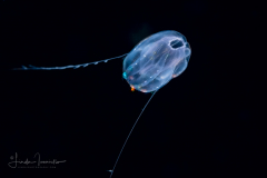 Ctenophore