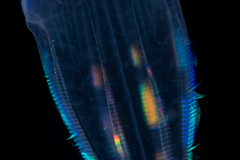 Ctenophore - Beroida Order - Beroe forskalii