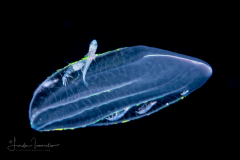 Ctenophore - Beroida Order - Beroe forskalii