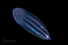 Ctenophore - Beroida Order - Beroe forskalii