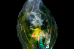Ctenophore - Beroida - Beroe forskalii - with a full stomach