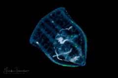Ctenophore - Flattened Helmet Comb Jelly - Beroida Order - Beroe ovata