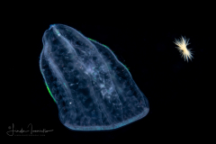 Ctenophore - Flattened Helmet Comb Jelly - Beroida Order - Beroe ovata