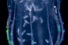Ctenophore - Flattened Helmet Comb Jelly - Beroida Order - Beroe ovata - With Amphipods and Annelid Worms