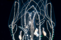 Ctenophore - Bolinopsidae - Bolinopsis vitrea - Juvenile
