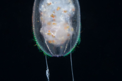 Ctenophore - Comb Jelly
