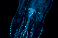 Ctenophore - Comb Jellyfish - Class Tentaculata - Order Lobata