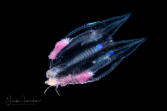 Ctenophore - Cydippida Order - Callianira sp.