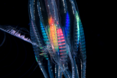 Ctenophore - Cydippida Order - Callianira sp.