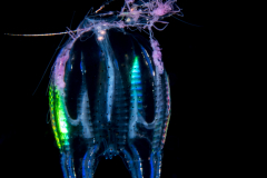 Ctenophore - Cydippida Order - Callianira sp.