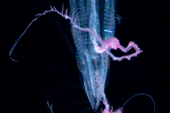 Ctenophore - Cydippida Order - Callianira sp. with Amphipod Prey