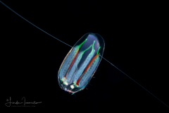 Ctenophore -  Cydippida Order - Haeckelia rubra