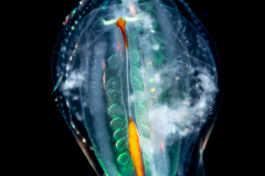 Ctenophore -  Cydippida Order - Haeckelia rubra - With Eggs