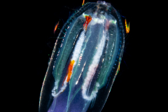 Ctenophore -  Cydippida Order - Haeckelia rubra - With Tentacles Withdrawn