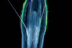 Ctenophore - Cydippida Order - Lampea species