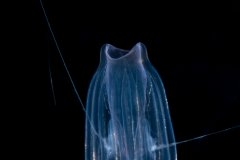 Ctenophore -  Cydippida Order - Lampea species