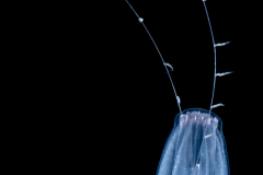 Ctenophore - Cydippida Order - Lampea species