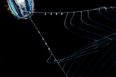 Ctenophore - Cydippida Order - Hormiphora hormiphora