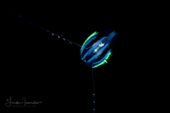 Ctenophore - Cydippida Order - Hormiphora hormiphora