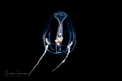 Ctenophore - Cydippida Order - Hormiphora hormiphora