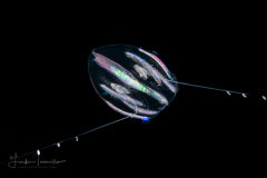 Ctenophore - Cydippida Order - Hormiphora hormiphora