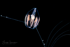 Ctenophore - Cydippida Order - Hormiphora hormiphora