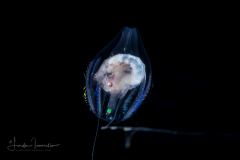 Ctenophore - Cydippida Order - Hormiphora hormiphora - Eating a Krill