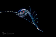Ctenophore - Cydippida Order - Hormiphora hormiphora - Preying on a Lucifer Shrimp - Luciferidae Family