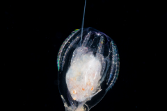Ctenophore - Cydippida Order - Hormiphora hormiphora - With an Amphipod