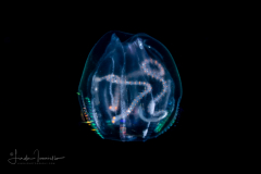 Ctenophore - Cydippida Order - Hormiphora hormiphora -  with Alciopidae Worms