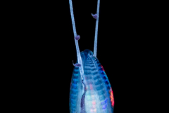 Ctenophore - Cydippida Order - Tinerfe cyanea