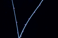 Ctenophore - Cydippida Order - Tinerfe cyanea
