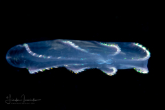 Ctenophore - Flattened Helmet Comb Jelly - Beroida Order - Beroe ovata
