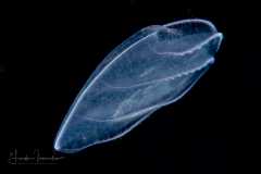 Ctenophore - Flattened Helmet Comb Jelly - Beroida Order - Beroe ovata