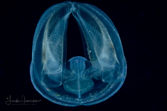 Ctenophore - Spot-Winged Comb Jelly - Ocyropsis maculata