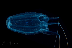 Cubozoa - Carybdeida - Alatina alata - Sea Wasp (Box Jellyfish)